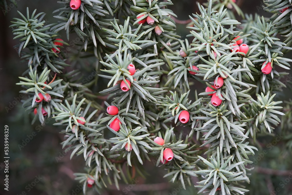 Red fuits of Conifer (Taxus baccata) Taxaceae family. Red fuits of Conifer (Taxus baccata) Taxaceae family.