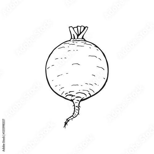Beet outline. Hand drawn vector illustration. Farm market product, isolated vegetable.