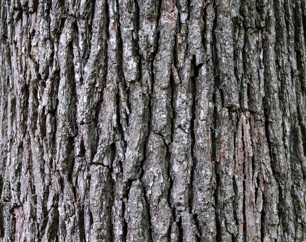 Fototapeta premium tree bark closeup for background