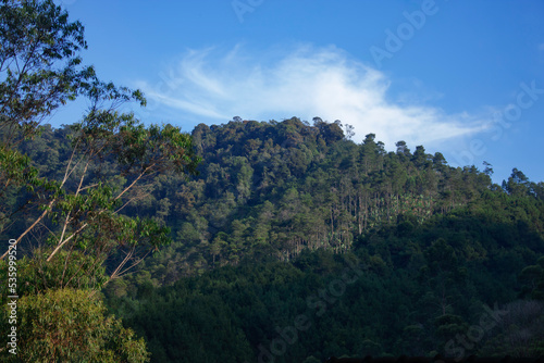 view of tall pine trees with blue sky in the morning