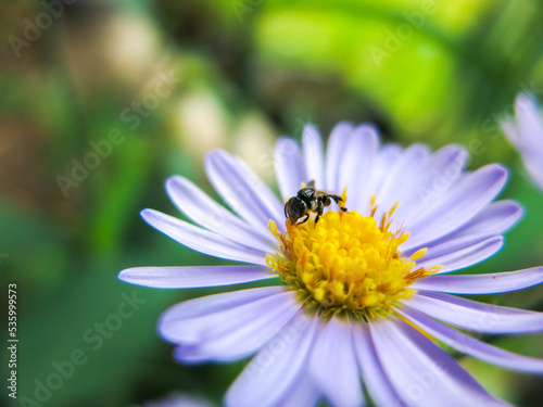 Little bee collecting nectar from violet aster flower