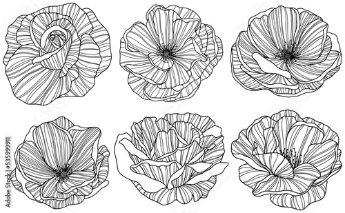 Rose flower png. Hand drawn. 