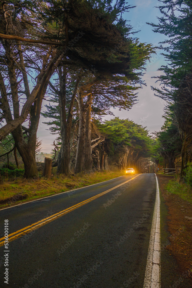 On the road, Driving along Highway 1, Northern California, Mendocino County, under tunnels formed by giant road trees On the road, Driving along Highway 1, Northern California, Mendocino County, under tunnels formed by giant road trees