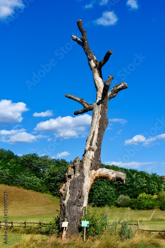 Historical Landmark Remains of Old Oak Tree in Takovo Park photo