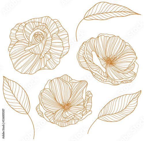 Rose flower png. Hand drawn. 