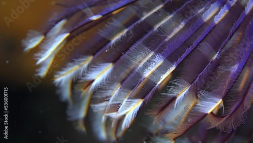 Purple feather star  super close up macro shot photo
