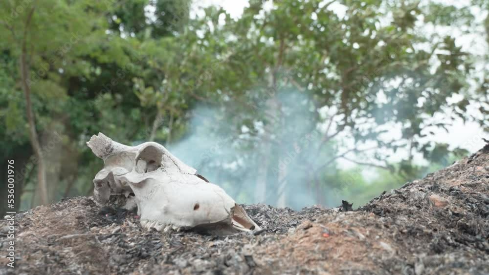 static shot of a cows skull with a fire lit behind due to global warming static shot of a cows skull with a fire lit behind due to global warming