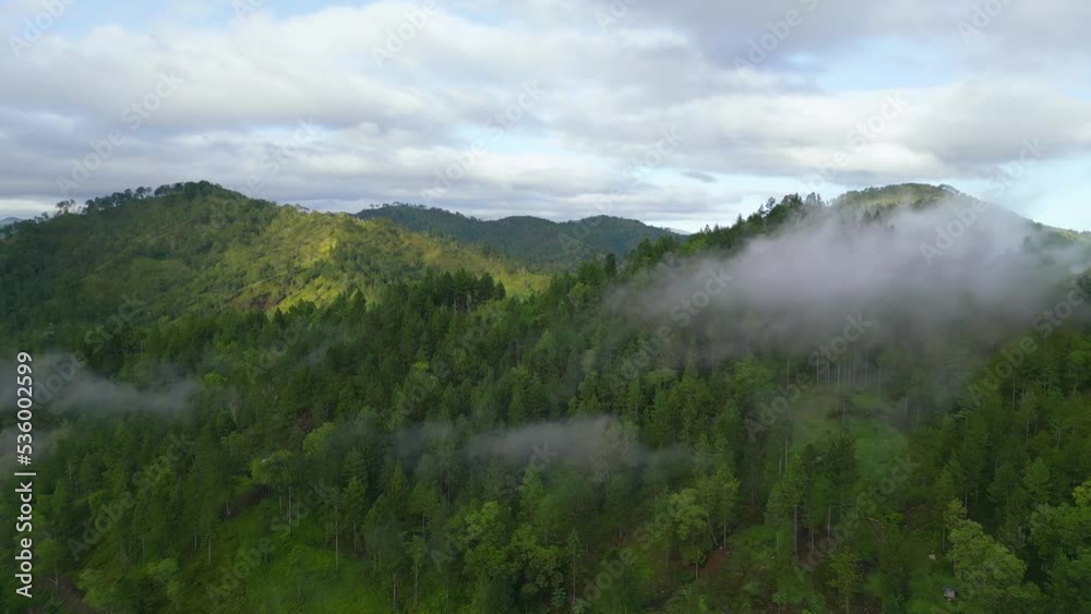 A cinematic shot of pine trees in Malaybalay Bukidnon Philippines A cinematic shot of pine trees in Malaybalay Bukidnon Philippines