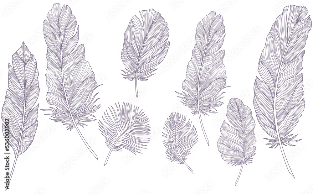 Png feathers collection. Hand drawn isolated on white background set. Vintage art illustration
