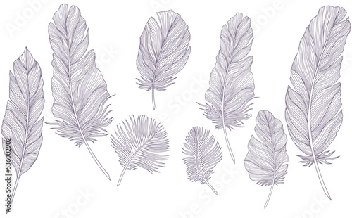 Png feathers collection. Hand drawn isolated on white background set. Vintage art illustration