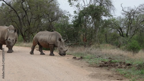 White rhinos walking on the road