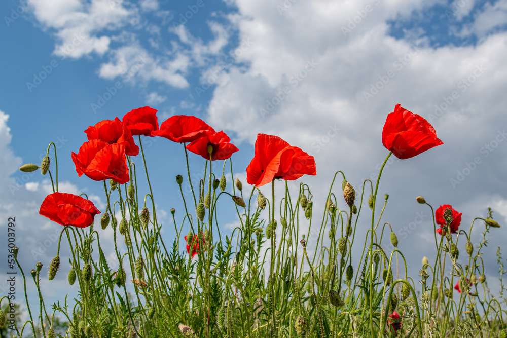 Obraz premium poppy field with blue sky, spring field with flowers, spring feeling, flowery meadow
