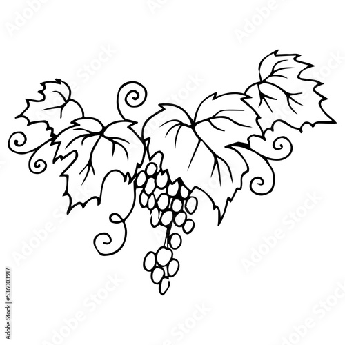 Set of grapes monochrome sketch. Hand drawn grape bunches. Decorative doodles in vector illustration. For icon, sticker, logo, wine. 