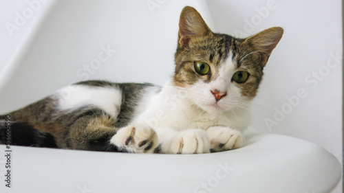 curious face of a cat on white background 