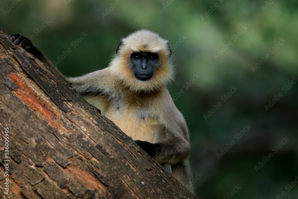 Fototapeta premium Gray langur - Hanuman Langur - Nagarahole Tiger Reserve