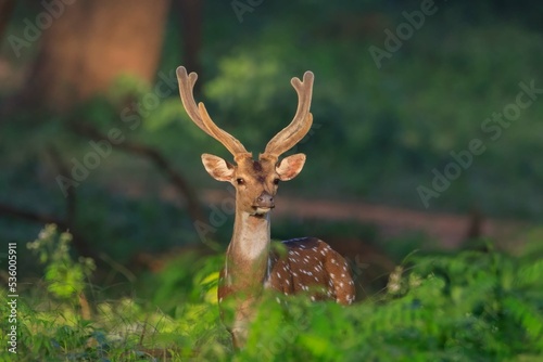 Indian spotted deer in western ghats