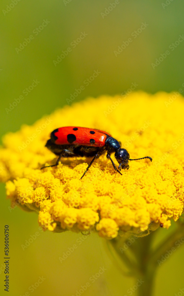 Naklejka premium Red beautiful beetle on a yellow flower. The common red soldier beetle Rhagonycha fulva, also misleadingly known as the bloodsucker beetle, is a species of soldier beetle Cantharidae.