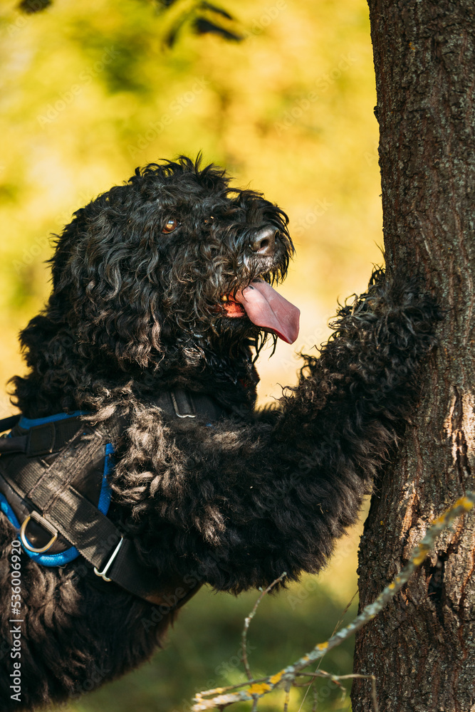 Bouvier des Flandres funny dog leaned against a tree. Funny Bouvier des Flandres herding dog breed leaned against a tree in sunny day. Bouvier des Flandres funny dog leaned against a tree. Funny Bouvier des Flandres herding dog breed leaned against a tree in sunny day.
