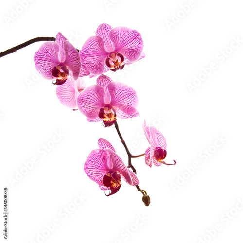 Pink Phalaenopsis orchid flower stem isolated on transparent background photo