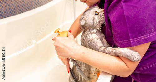 Bathing animals, grooming, combing, drying and styling cats, combing wool. A beautiful British cat is bathed in a bath. Animal grooming. Pet care.