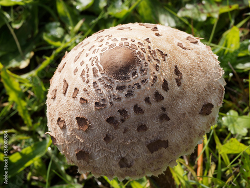 (Macrolepiota procera) Champignon Lépiote élévée ou cocherelle vue du chapeau en forme de parasol, bosse centrale brun foncé et entouré d'écailles brunes, pied brun-tigré