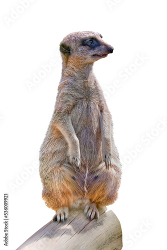 Photo of a standing cute suricate ou meerkat on the watch, animal isolated on transparent background, png file photo