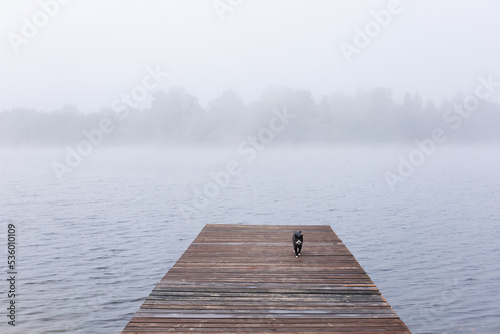 a black cat walks along a wooden pier in the fog by the lake in autumn.