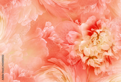 Fototapeta Naklejka Na Ścianę i Meble -  Red   peony  flowers  and petals peonies   Floral background.  Close-up. Nature.