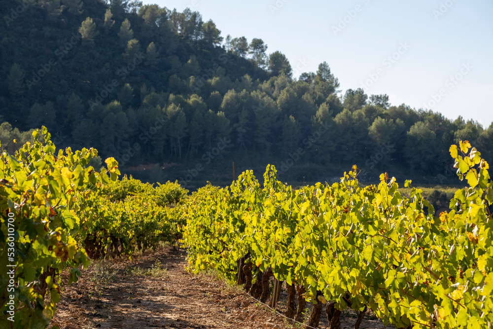 Vineyards in Subirats in Penedes wine region in Catalonia Spain