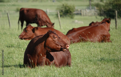 Bild auf Leinwand A small herd of red angus cows in a farmer's field in Essex, UK.