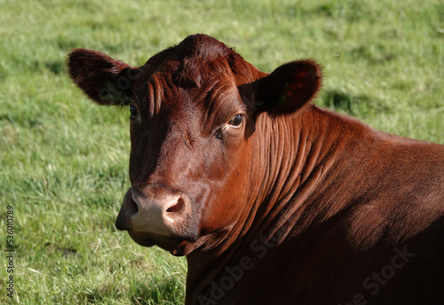 A closeup headshot of a red angus cow in a field.  photo