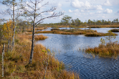 Belarusian swamp lake in Yelnya Belarus in autumn. Ecosystems environmental problems climate change.