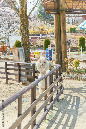 栃木県那須のりんどう湖ファミリー牧場