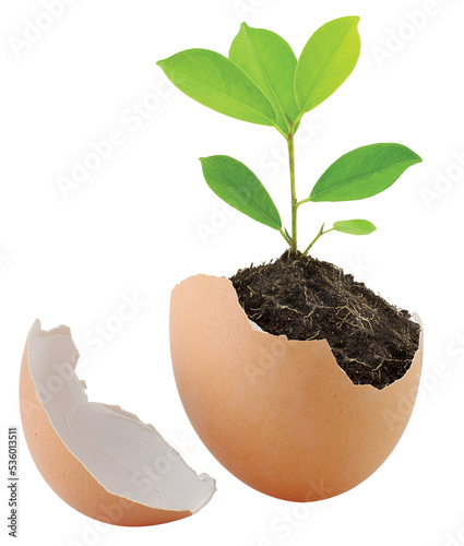 Young Green Plant with Soil in eggshell