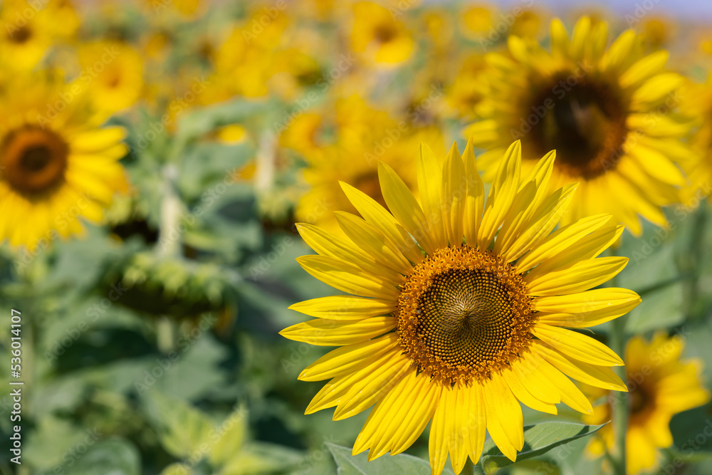 Detailed photo of a young yellow sunflower against a summer field (Selective focus)