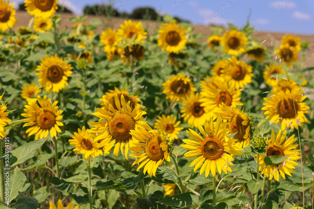 Field of bright yellow sunflowers. Their seeds are ground to make sunflower seed oil. Field of bright yellow sunflowers. Their seeds are ground to make sunflower seed oil.