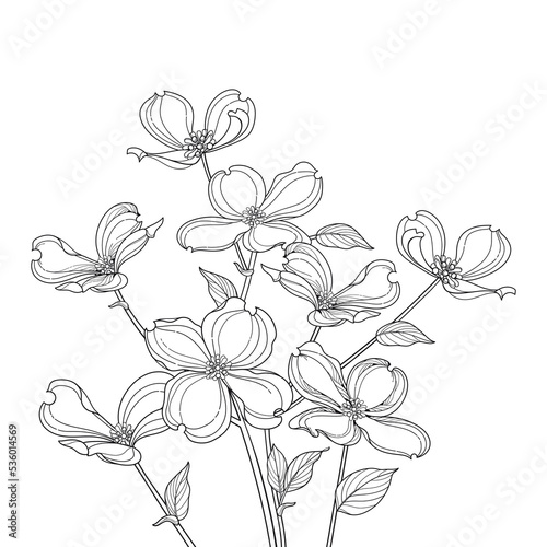 Bunch of outline American dogwood or Cornus Florida flowers and leaves in black isolated on white background. 
