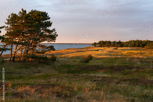 Ringkøbing Fjord near skaven strand at sunrise with trees, grass and heather flowers at the beach photo