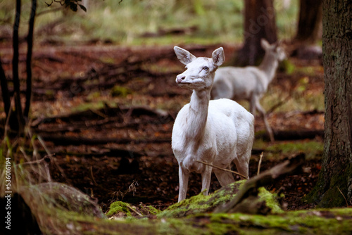 albino deer in forest photo