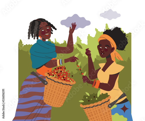 Woman Character Harvesting Coffee Picking Fresh Fruit from Bush in Basket Vector Illustration