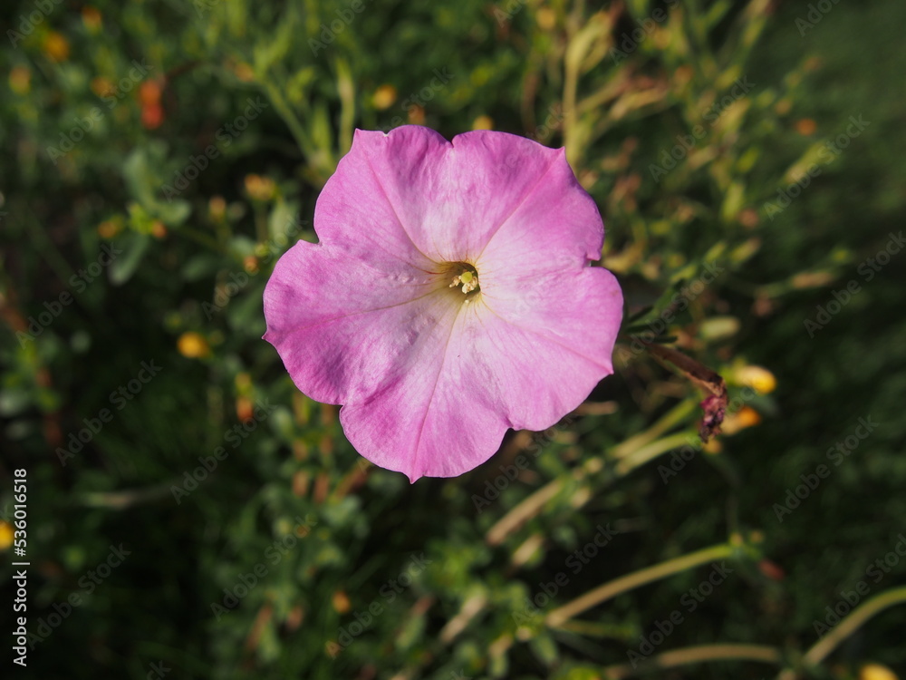 道端に咲くピンク色のペチュニアの花 道端に咲くピンク色のペチュニアの花