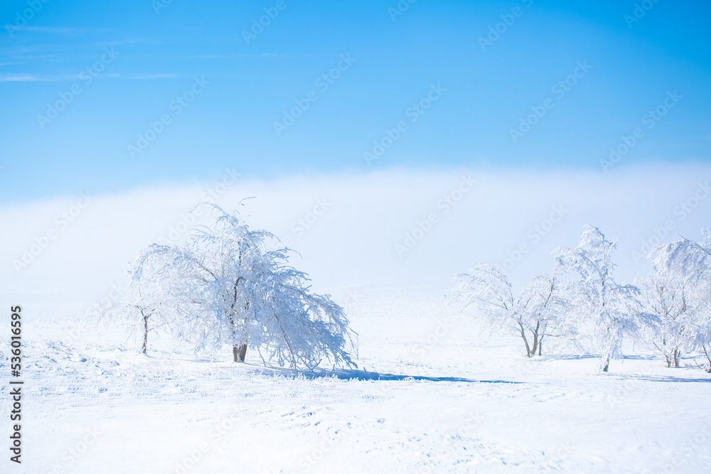 Obraz premium Snow covered trees on a foggy day. Beautiful winter nature background.