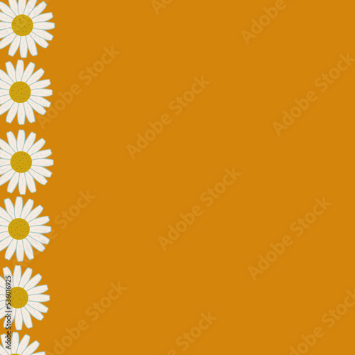 line chamomile orange background flowers white petals