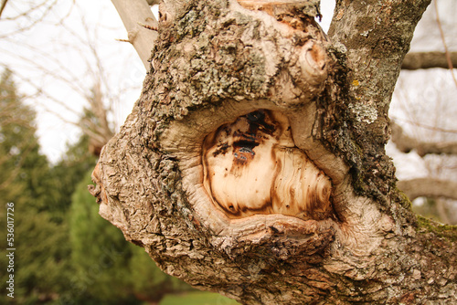 Tablou pe pânză Cicatrices des branches d'un arbre centenaire