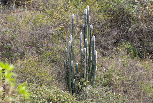 Cephalocereus photo