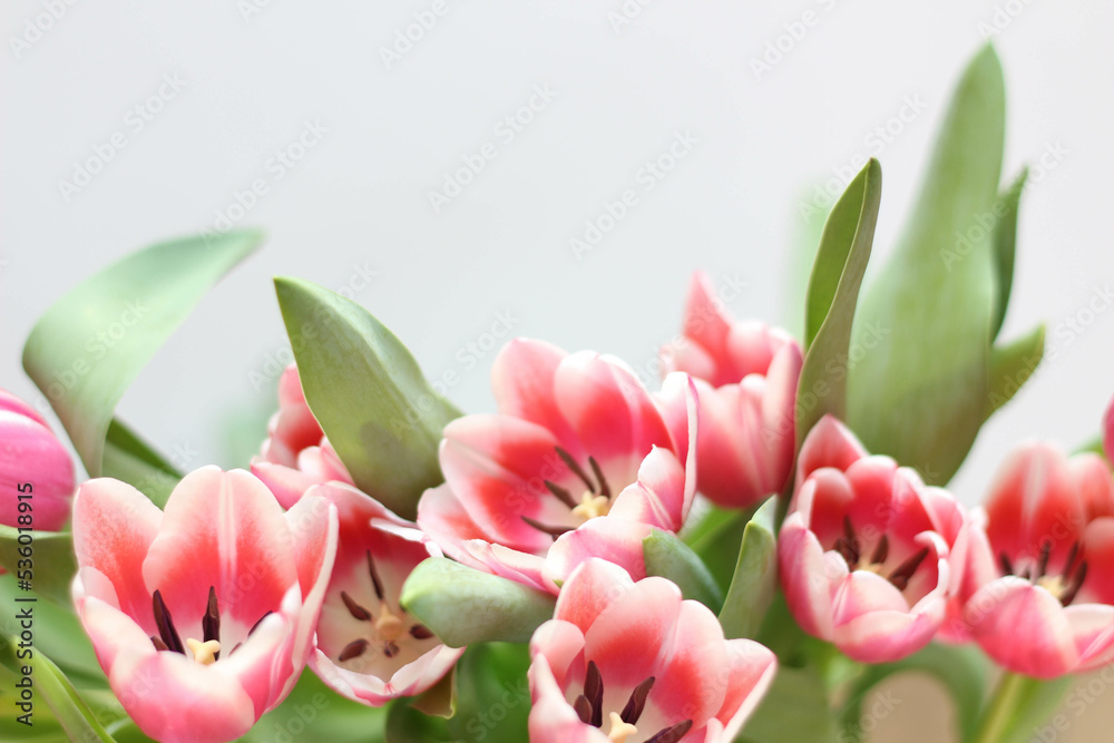 Pink tulips isolated on white background. Top view stock photo. Spring time. Happy Birthday Pink tulips isolated on white background. Top view stock photo. Spring time. Happy Birthday