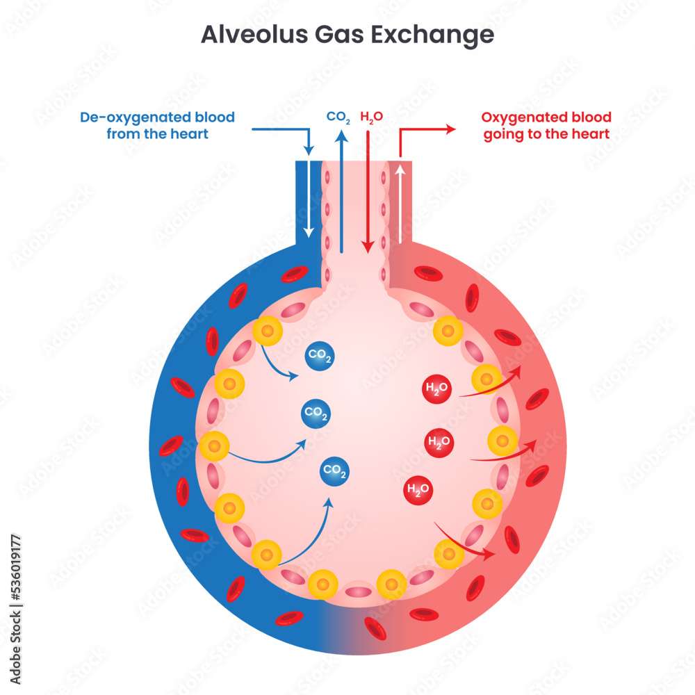 alveolus-gas-exchange-vector-illustration-diagram-infographic-stock