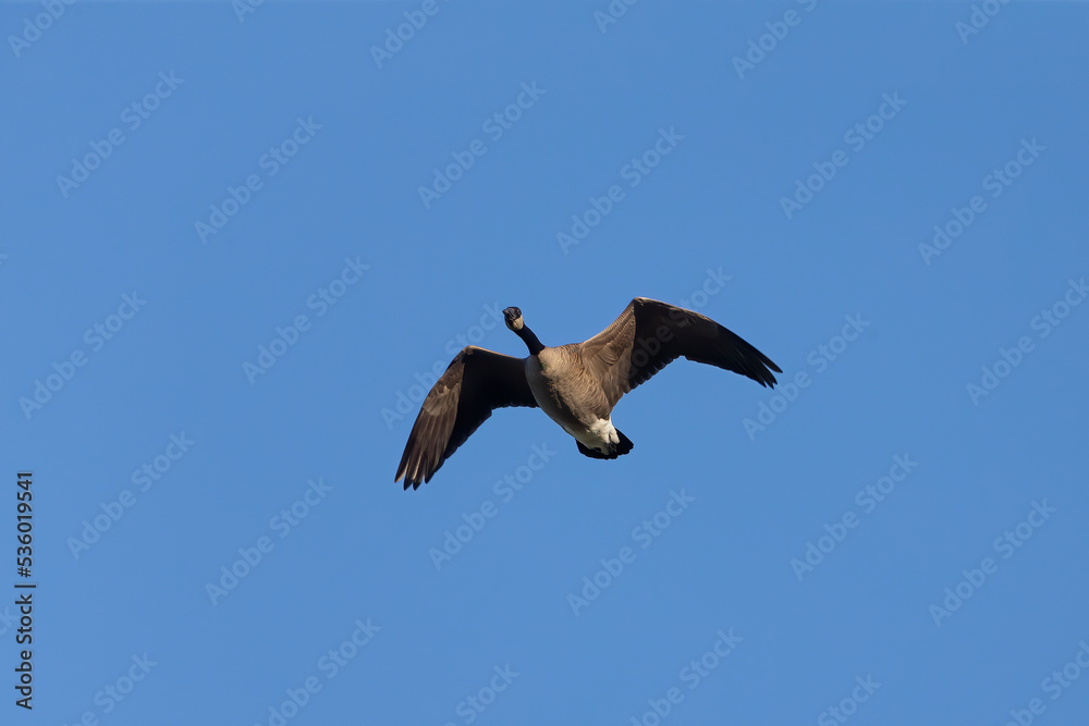 Canada goose in flight. Natural scene from Wisconsin. Canada goose in flight. Natural scene from Wisconsin.
