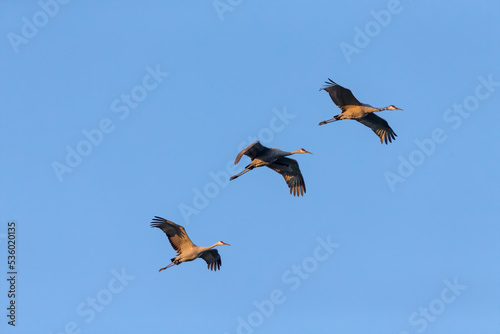 The Sandhill crane (Antigone canadensis) in flight