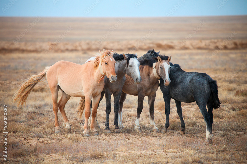 Obraz premium Domestic horses